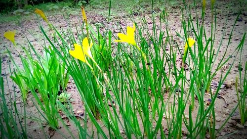 Yellow flowers blooming on field