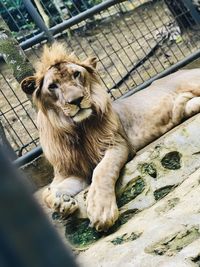 Cat resting in cage at zoo