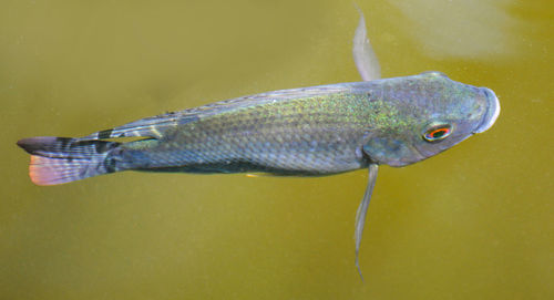 Close-up of fish underwater