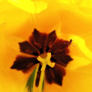 Close-up of insect on yellow flower