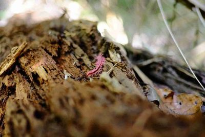 Close-up of insect