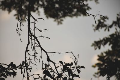 Low angle view of tree against sky