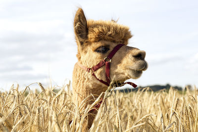 Portrait of alpaca standing in barley field