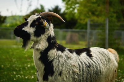 Close-up of dog on grass