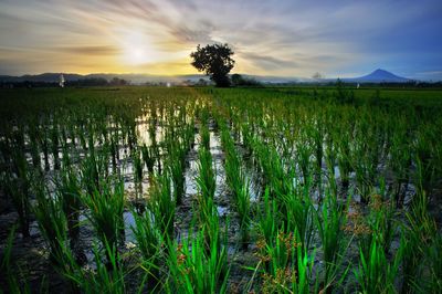 Crops growing on field against sky during sunset