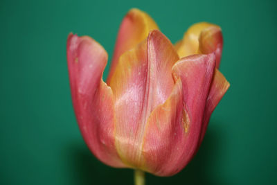 Close-up of pink tulip