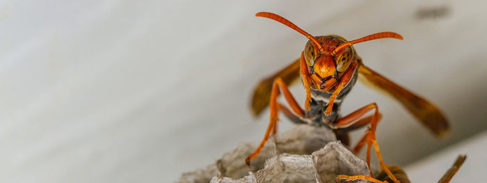 Close-up of insect on red wall