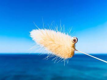 Close-up of caterpillar on blue sky