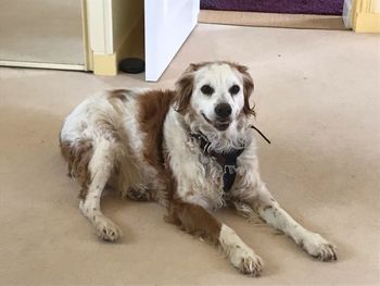 Dog sitting on floor at home