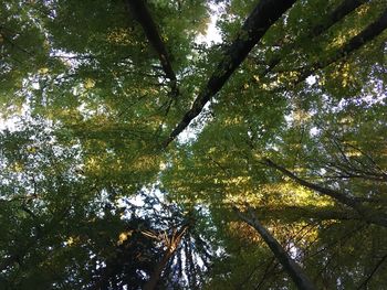 Low angle view of trees in forest