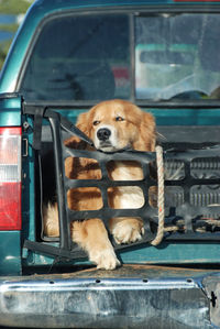 Dog in car