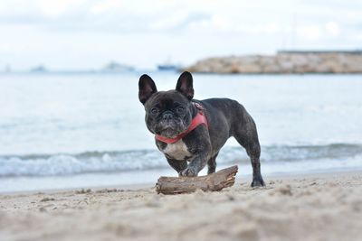 Dog on beach