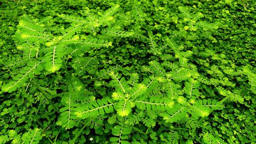 Full frame shot of fresh green leaves