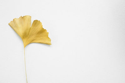 Close-up of leaf against white background