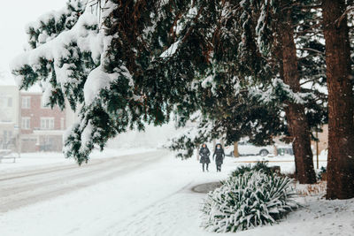 Trees on snow covered field in city