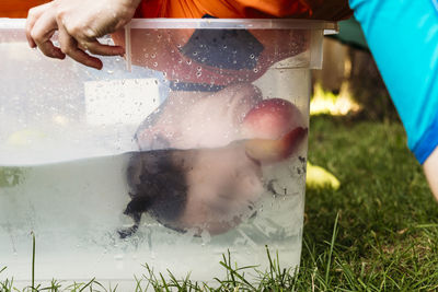 Boy bobbing for apple at yard