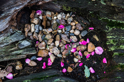 Close-up high angle view of multi colored leaves