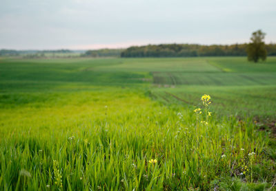 Scenic view of agricultural field against sky