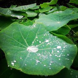 Close-up of water drops on leaf