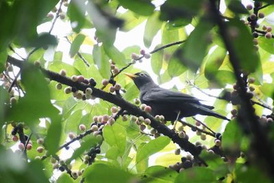 Low angle view of bird perching on tree