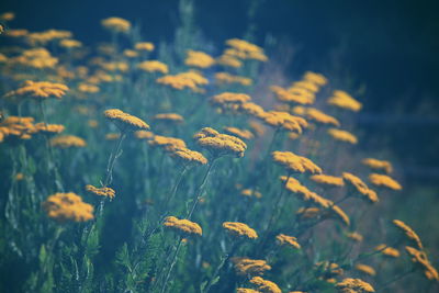 Yellow flowers growing on field