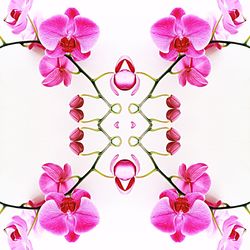 Close-up of pink flowers