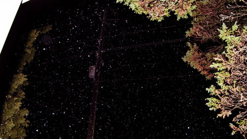 Low angle view of trees at night