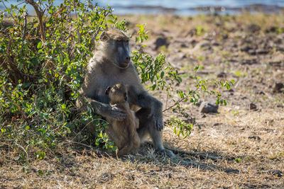 Close-up of chacma baboon with its baby in forest