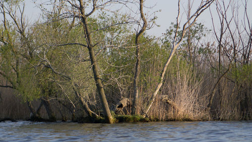 Scenic view of river amidst trees against sky