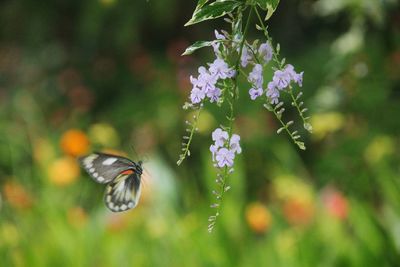 Close-up of butterfly pollinating on flower