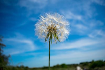 Close-up of dandelion against sky