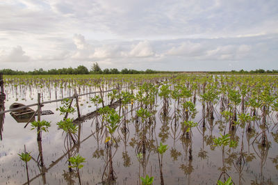 Scenic view of agricultural field against sky