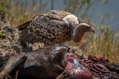 Close-up of eagle perching on rock