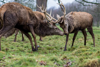 Deer on grassy field