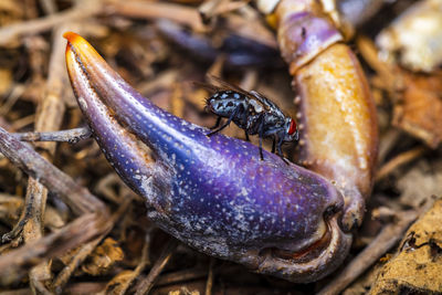 Close-up of of a fly droned by the smell of rotting crab claw