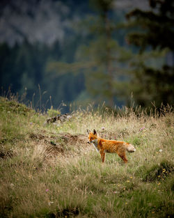 High angle view of red fox on land