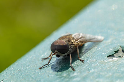 Close-up of fly