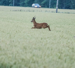 animal