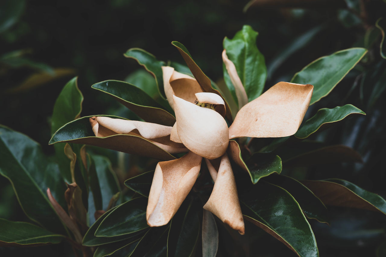 plant, beauty in nature, growth, close-up, leaf, plant part, vulnerability, fragility, petal, nature, flower, flowering plant, no people, flower head, inflorescence, freshness, green color, day, focus on foreground, outdoors, wilted plant