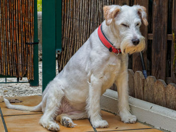 Dog looking away while sitting outdoors