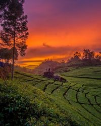 Scenic view of field against sky during sunset