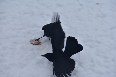 High angle view of bird on snow