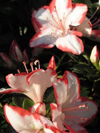 Close-up of pink flower