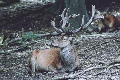 Stag sitting on ground