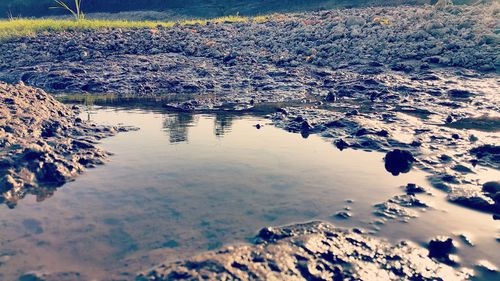 Reflection of trees in water