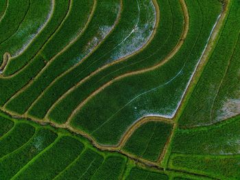 Full frame shot of agricultural field