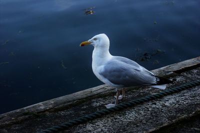 Close-up of bird perching on water