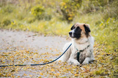 Portrait of dog on field