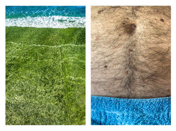 Close-up of lizard on grass