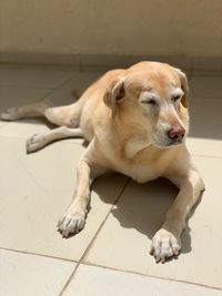 Sunbathing labrador